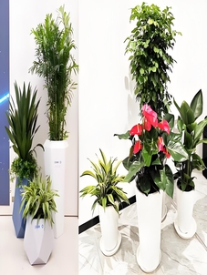 宁波镇海专业植物租赁，装点别样生活