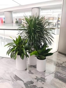 深挖慈溪花木租赁价格,打造专属的绿色租赁体验